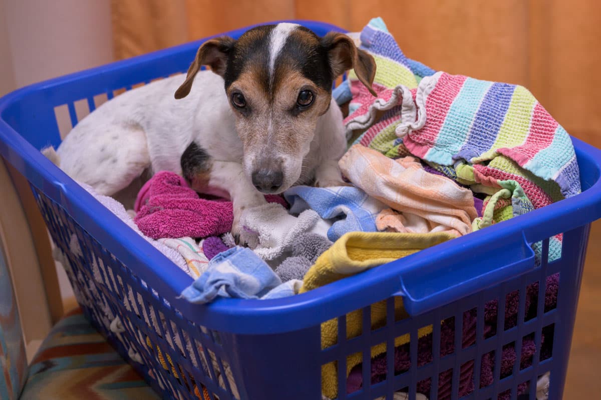 Lavandería de ropa para perros en Neda